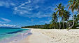 plage et cocotier photo