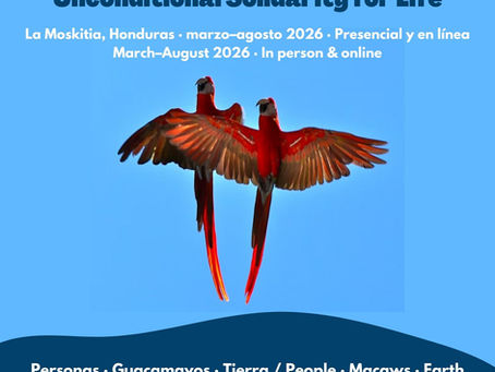 Scarlet macaws flying