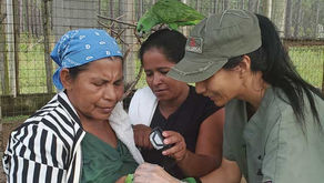 Parrot conservationists in Honduras attend to a yellow-naped Amazon parrot while a curious cage mate looks on