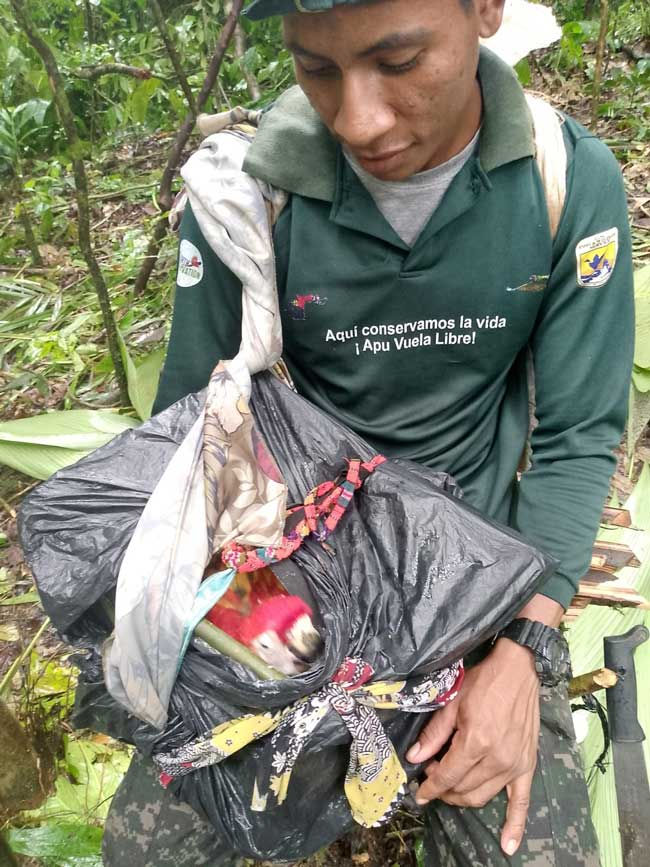 Ranger caring for chick during the long walk back to the community