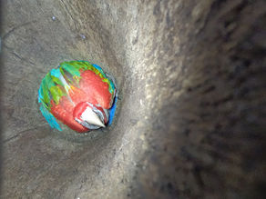 Considering Science in Conservation