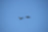Ometepe flying yellow-napes.JPG