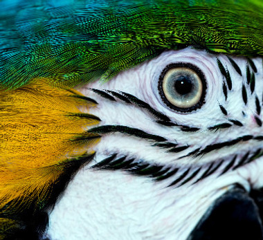 This macaw was busy eating fruit and did not seem to mind me getting up close for this pho