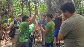 Sun Parakeet Conservation Across the Borders of Brazil and Guyana