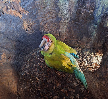 Honduras GGM chick 2024 compressed_edited.png