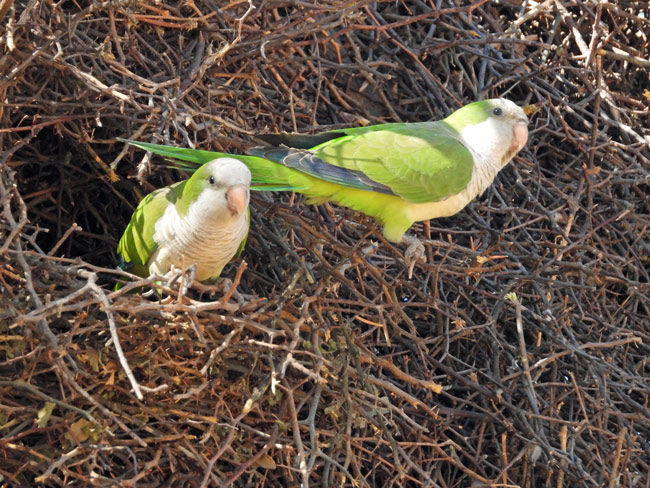 Two monk parakeets at community nest in Paraguay