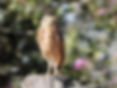 Burrowing owl in Paraguay