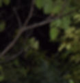 Orange-winged parrots roosting in Paraguay