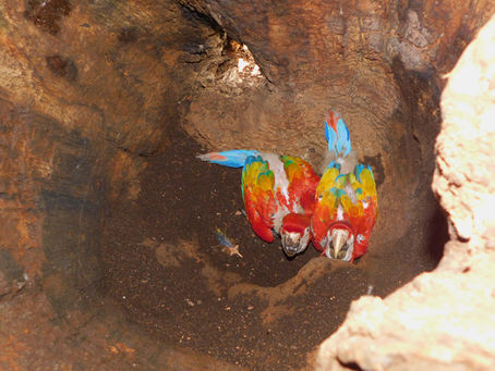 Two wild scarlet macaw chicks in their nest in Honduras.