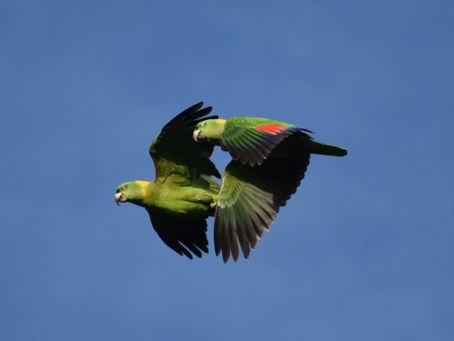 Pair of Yellow-naped Amazon parrots flying in the blue sky.