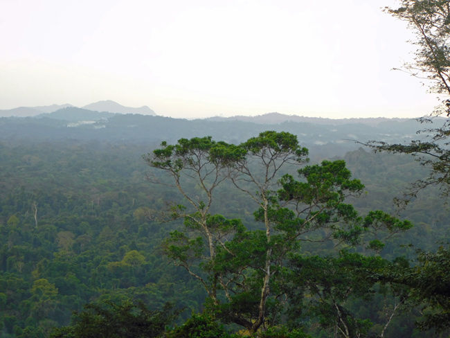 Rainy forest view from the Indigena Parrot Sanctunary in La Moskitia