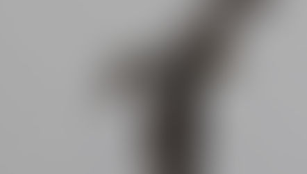 A peregrine falcon flying