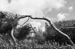 Resilient Spirits 7