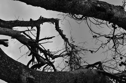 Resilient Spirits 4