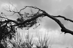 Resilient Spirits 1
