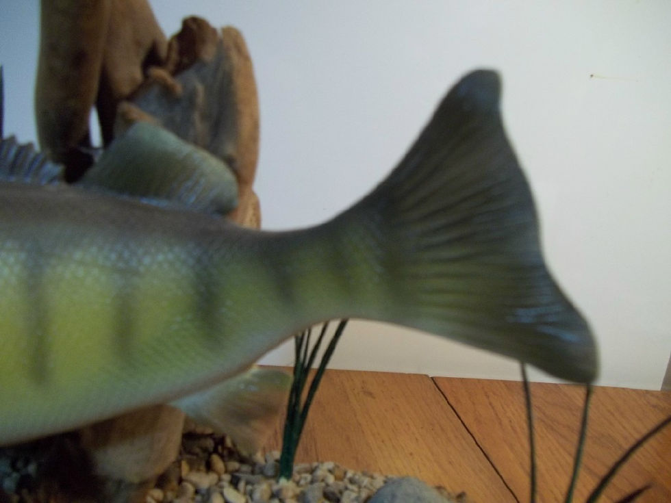 Thumbnail: Yellow Perch Detail