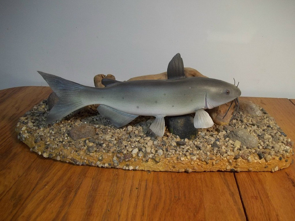Thumbnail: Channel Catfish on Driftwood