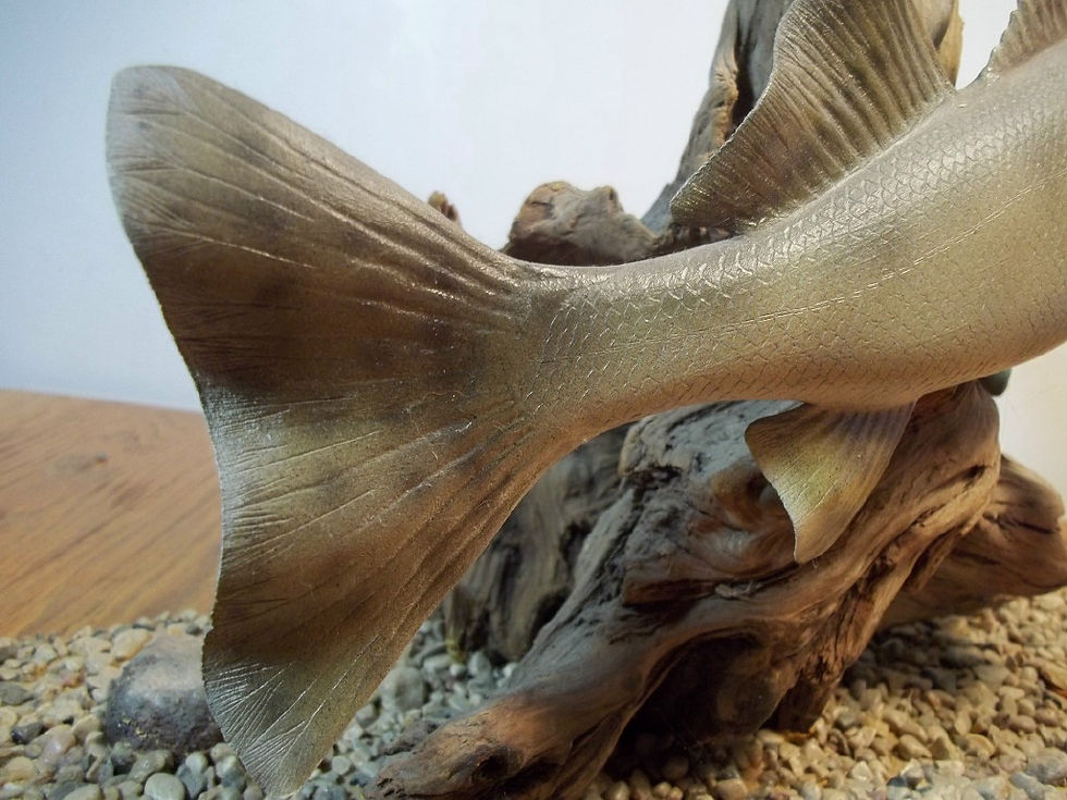 Thumbnail: Sauger Detail