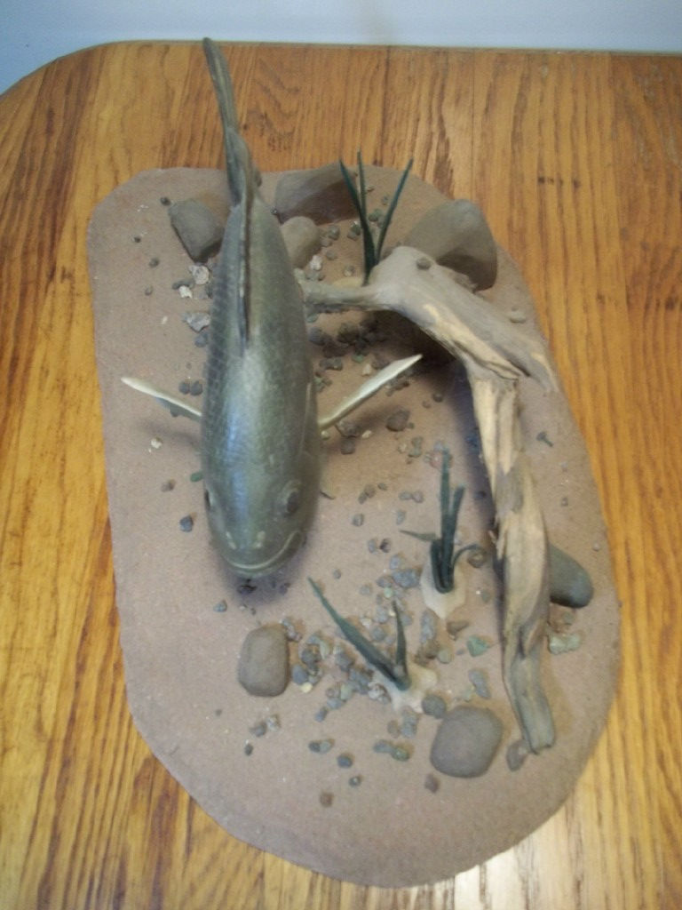 Thumbnail: Bluegill Sunfish Top View