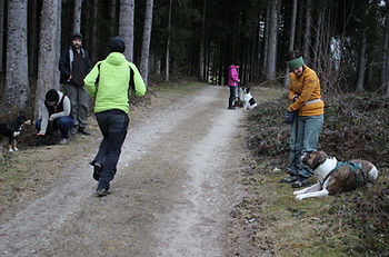 Hundeschule Leopolder, Golling, Kuchl, Tina, Social Walks