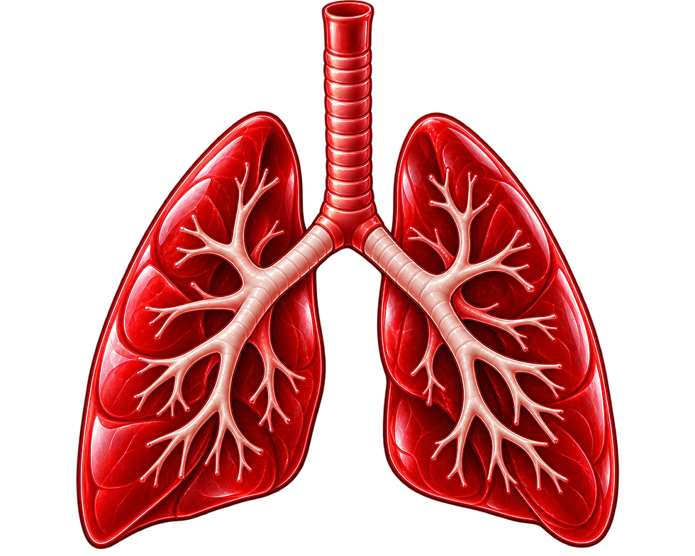 Anatomical Lung Icon.png