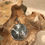 Thumbnail: Silver dollar