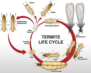 termite life cycle