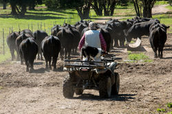 On to the barn for weighing.