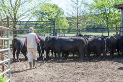 Bull pen.