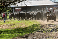 Bulls to the barn.