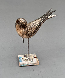 PREENING SHOREBIRD