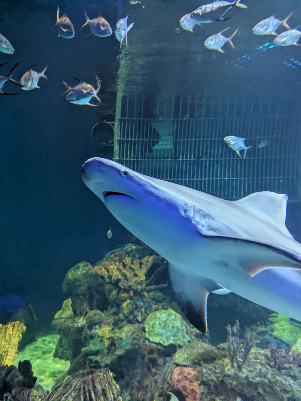 A shark swimming in the aquarium at Wonders of Wildlife