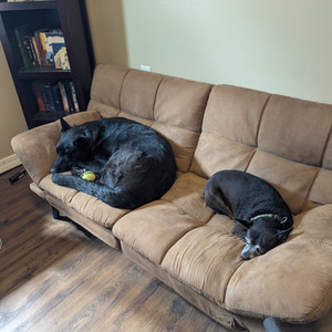 Two black dogs (one larger German Shepherd and one smaller chihuahua/terrier mix) asleep on a futon next to a bookshelf