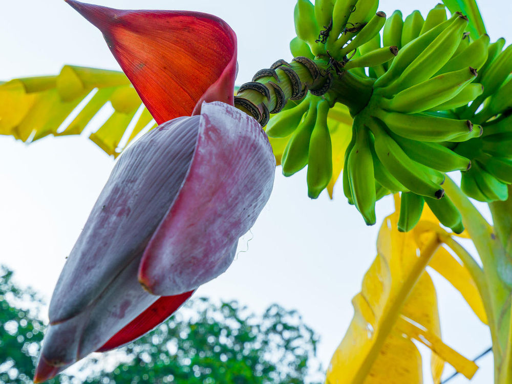Blooming Amazing Banana Blossom!