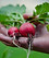 Radishes