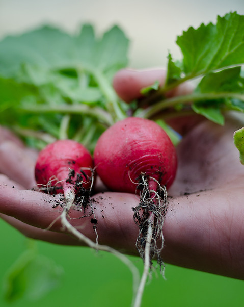 Radishes
