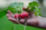 Radishes Bunch