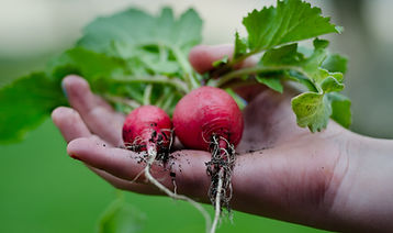 Radishes