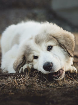 Paws & Puzzles: Unleash the Joy of Slow Feeding for Your Pup!