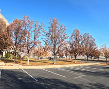 A parking lot with a grass area covered in leaves from large mature trees telling us that it's fall, the sky above is clear and bright blue and in it you can see a tall commercial building.