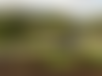 Best Time to Install Sod in La Crosse, WI