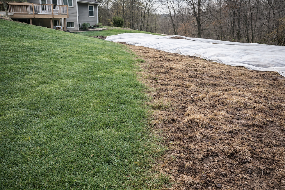 Spring lawn contrast after freeze-thaw