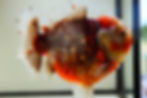 Thumbnail: huge shogun f2 oranda