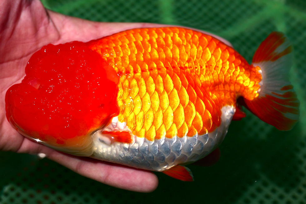 Thumbnail: red white- 8 inches jumbo yuanbao, super head mini tail