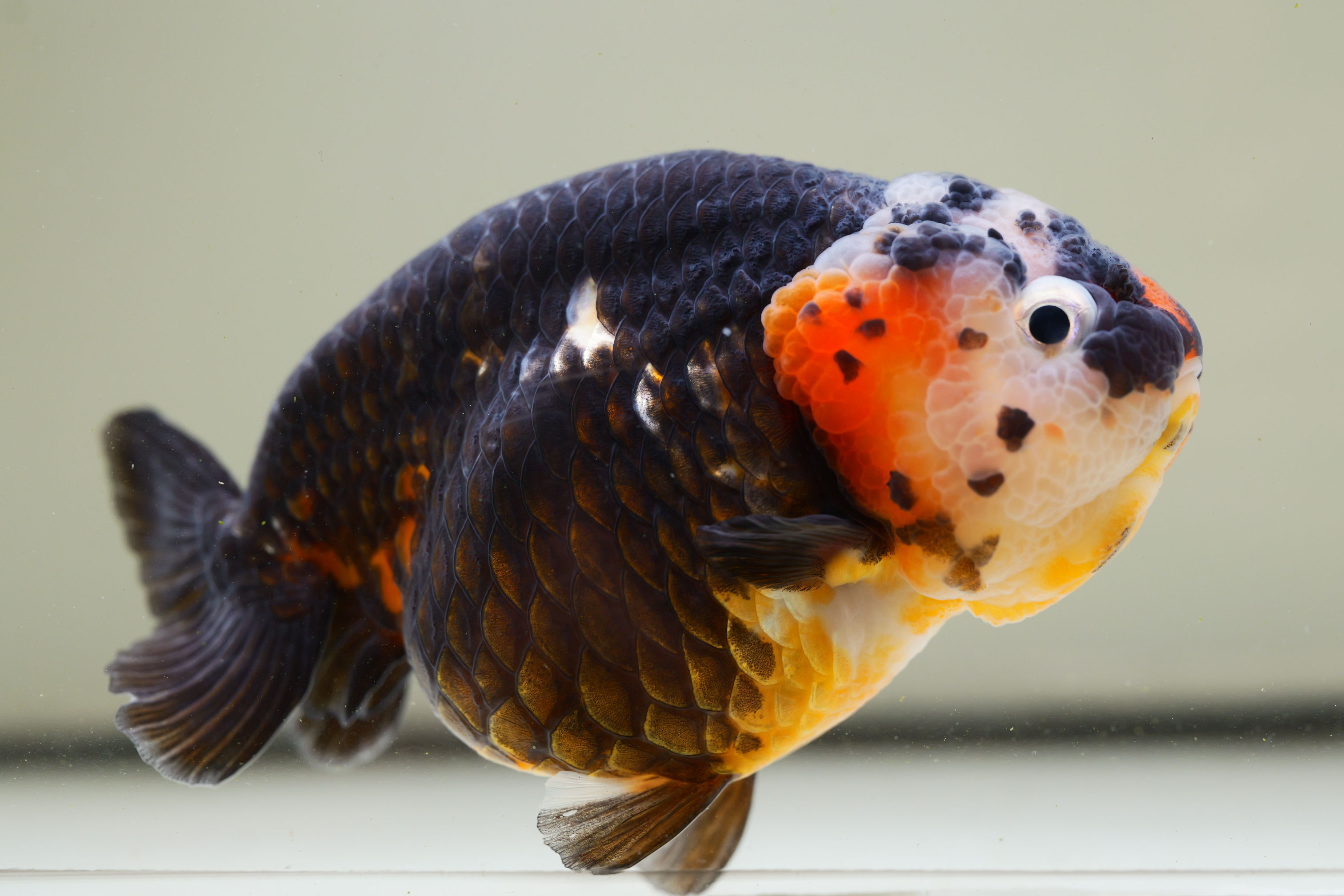 high quality dark tricolor yuanbao ranchu
