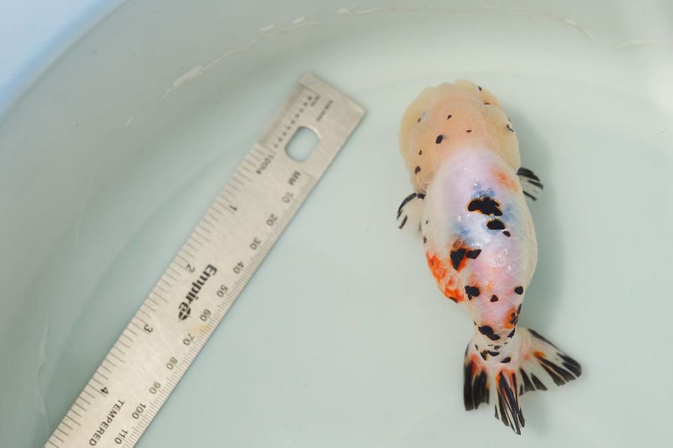 Thumbnail: juvenile super Wen milk cow yuanbao ranchu