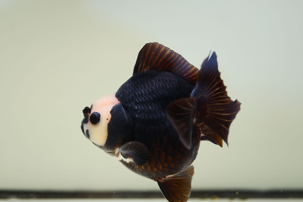 Thumbnail: high quality panda yuanbao oranda