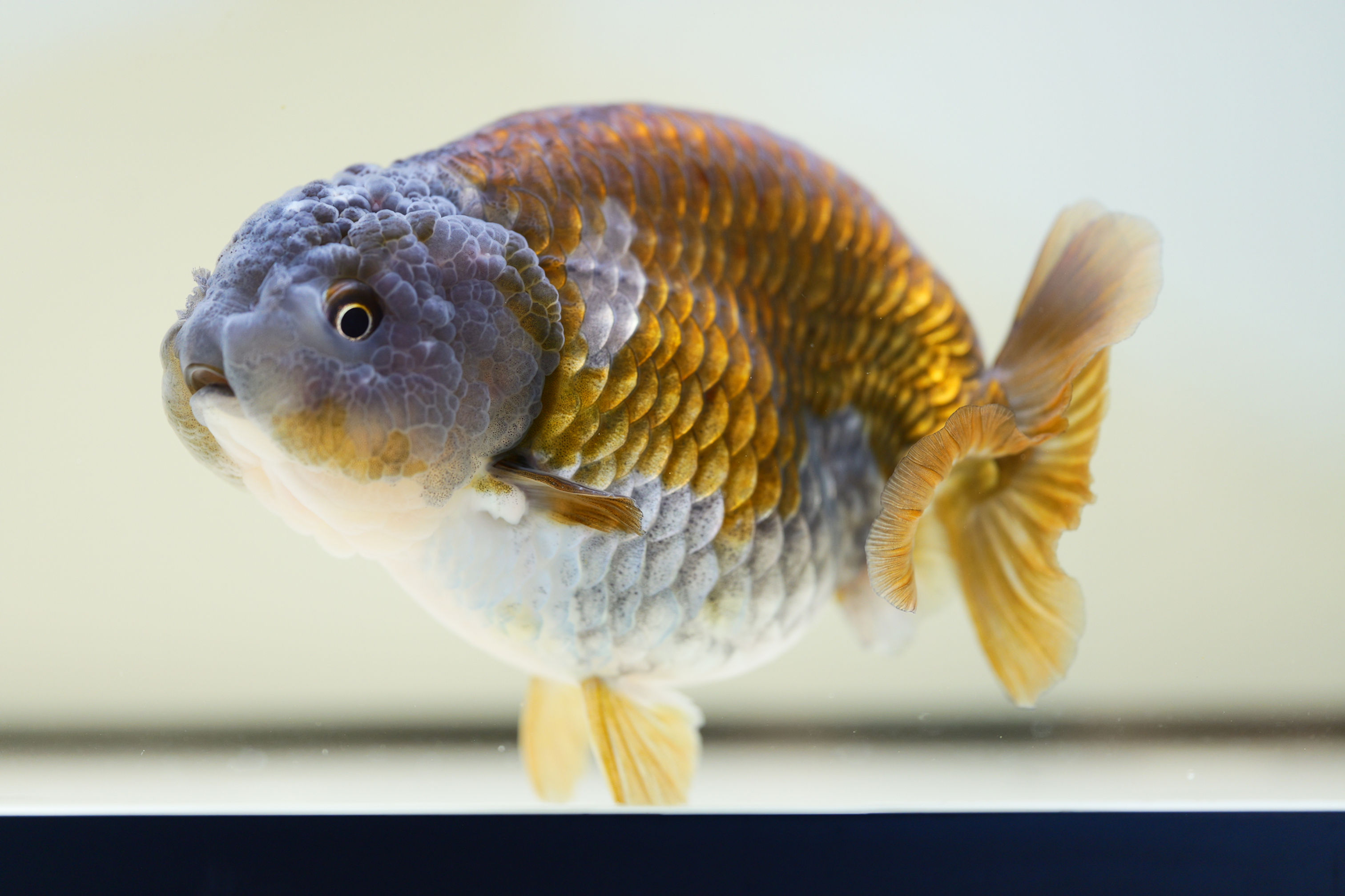 jumbo high quality  yuanbao ranchu-blue purple