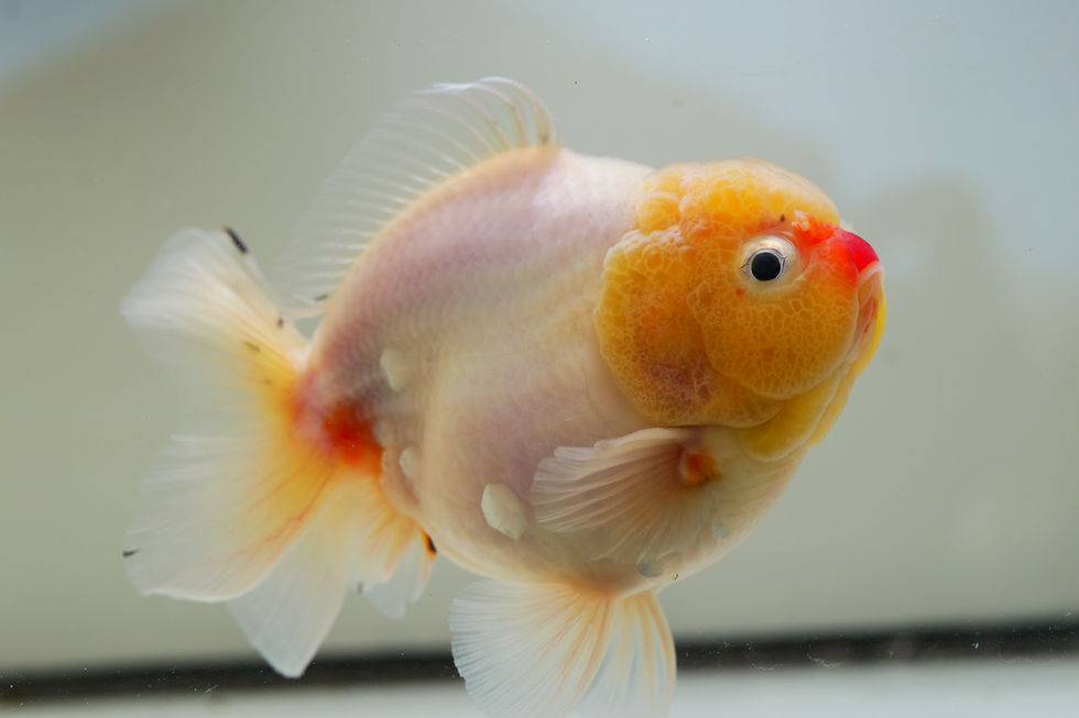 Thumbnail: high quality juvenile shogun F2 oranda