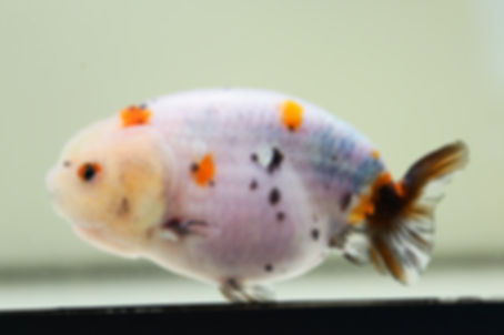 2 pack super wen juvenile yuanbao ranchu-tiger,calico